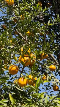 View from below of orange tree with fruit.Source of vit C.Orange plant in a sunny winter day.Source of natural vitamin C.Graphic resources for the promotion of natural products.Vertical footage.
