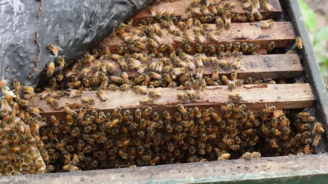 Bee swarm covering hive frame