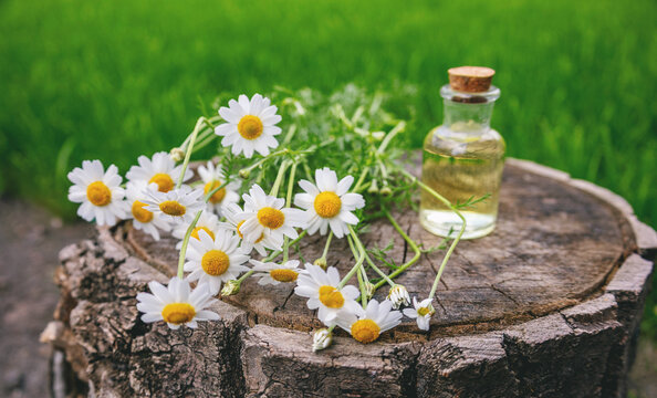 Chamomile essential oil bottle and fresh flowers on wooden stump.