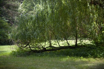 Weeping willow tree growing low to the ground on a sunny green meadow © Boglrka