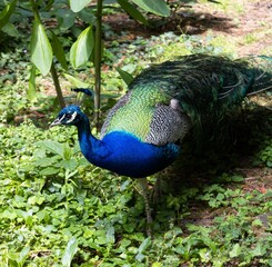 Obraz premium Beautiful male peacock with vibrant blue and green feathers walking in a park