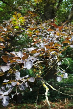 Close-up of dark purple and reddish leaves on a copper beech tree branch in the forest