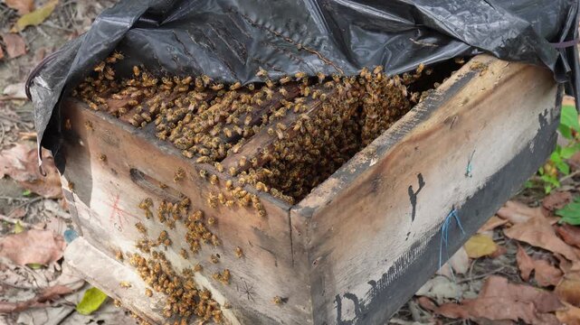 Wooden langstroth beehive supporting healthy bee colony