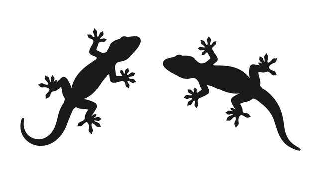 Lizard Silhouettes On White Background Two Reptile Shapes