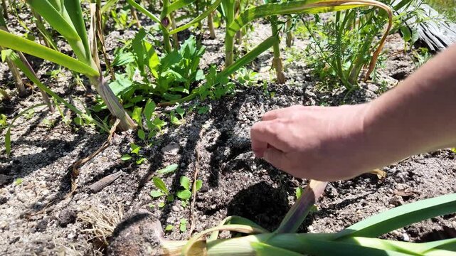 Hand harvesting fresh garlic from a home garden bed, revealing healthy bulbs during the summer harvest in a productive vegetable garden.