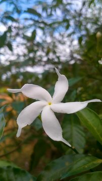 White Pinwheel Jasmine Flower in Close-Up 4K Video