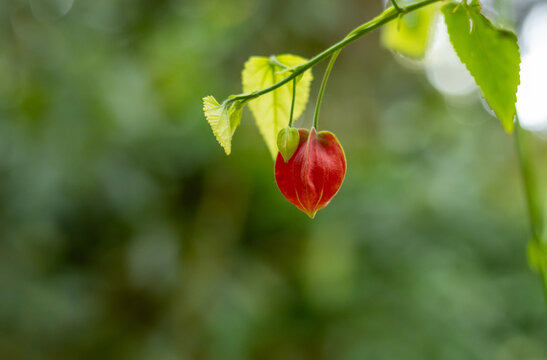 Trailing Abutilon