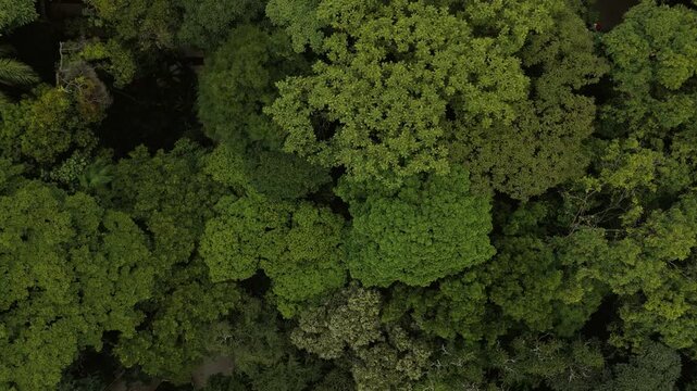 Red MASP roof structure and Trianon Park canopy from aerial view over Paulista Avenue. Overhead push in movement from park to museum