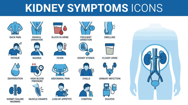 Detailed illustration of human kidney anatomy and symptoms icons.
