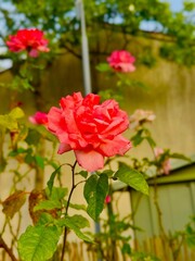 Fototapeta premium rose in garden taken in France beautiful flower picture