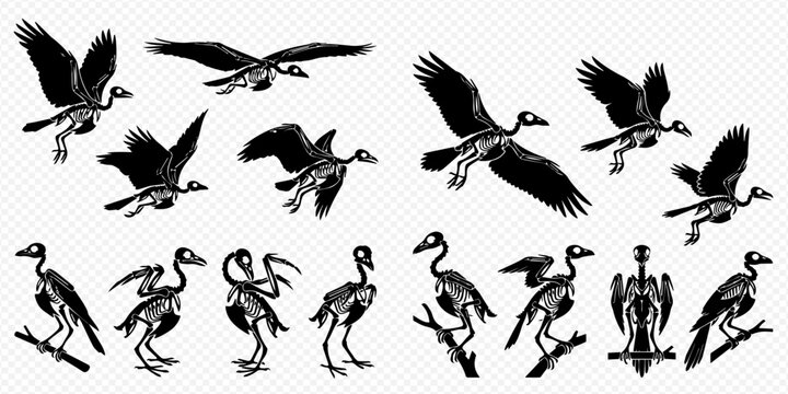 Bird Skeleton Anatomy Set: Detailed Illustrations of Avian Skeletal Structures in Various Poses, Flying and Standing.