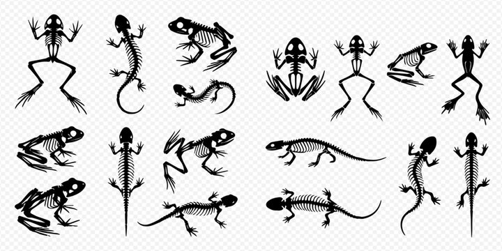 Set of frog and lizard skeletons, showcasing the bone structure of amphibians and reptiles in various poses.
