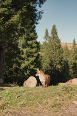 Fototapeta premium Red fox standing on grassy hill in forest