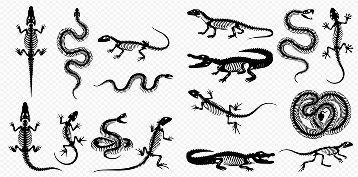 Set of various reptile skeletons including snakes, lizards, and crocodiles on a transparent background.
