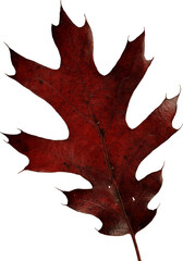Naklejka premium Autumn Maple Leaves isolated