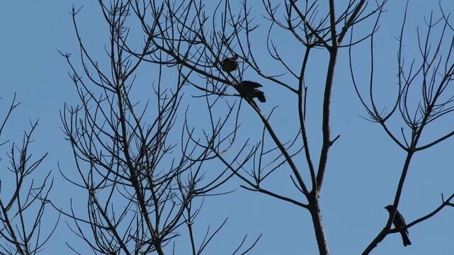 Pink-necked Green Pigeon Makes Unstable Landing Beside Oriental Dollarbird with Synchronized Vocalizations, Palawan Philippines
