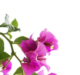 Obraz premium Vibrant purple flowers bloom on a slender green stem. Petals curve outward with delicate, soft texture. Small yellow centers contrast the rich hue. Foliage adds depth with smooth, rounded leaves