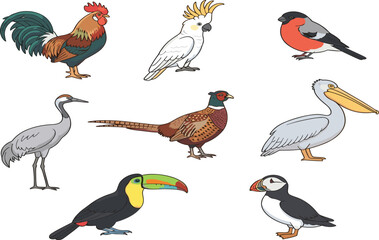 Cute cartoon birds vector collection with exotic toucan cockatoo pelican and pheasant illustration set © mstmanju