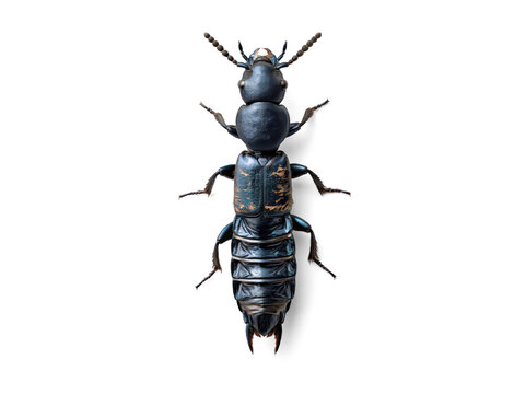Black Insect Specimen Isolated On White Background