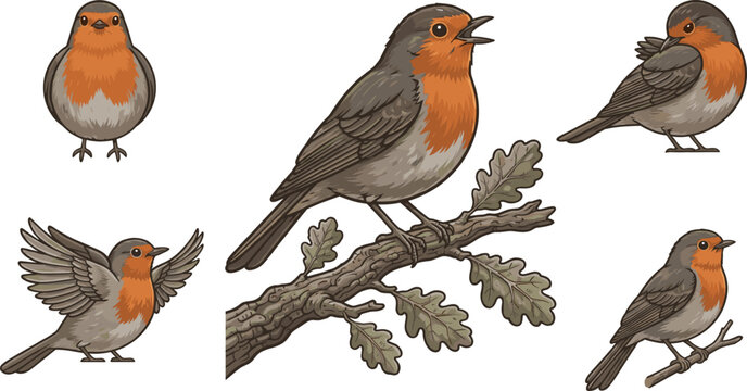 Cute cartoon European robin birds vector character set with oak leaves and songbird poses for kids illustrations