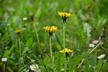 Yellow dandelion flowers blooming in green grass, spring nature graphic resource © Ljiljana