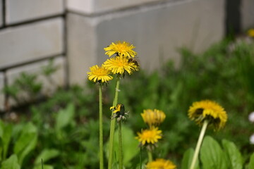 Honey bee collecting pollen on blooming yellow dandelion flower in urban garden © Ljiljana