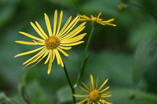 Vibrant yellow wildflower blooming in summer forest, natural green bokeh background