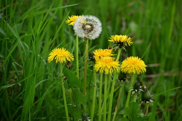 Yellow dandelion flowers and fluffy seed head growing together in green grass © Ljiljana