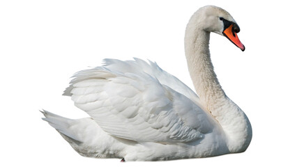 Beautiful elegant white swan aquatic bird swimming isolated on a transparent background © Lobov