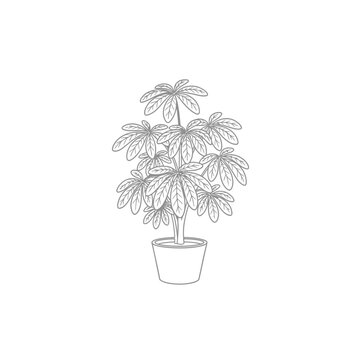 Hand drawn line art illustration of a potted schefflera umbrella plant.