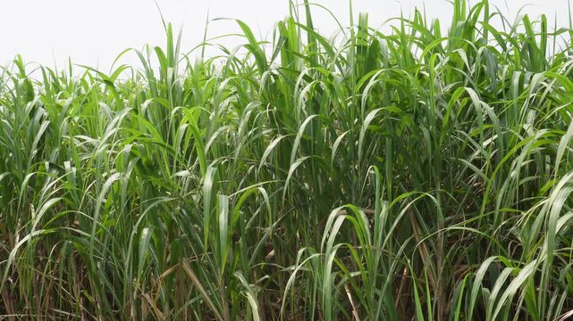 Sugarcane crop growing in lush tropical field