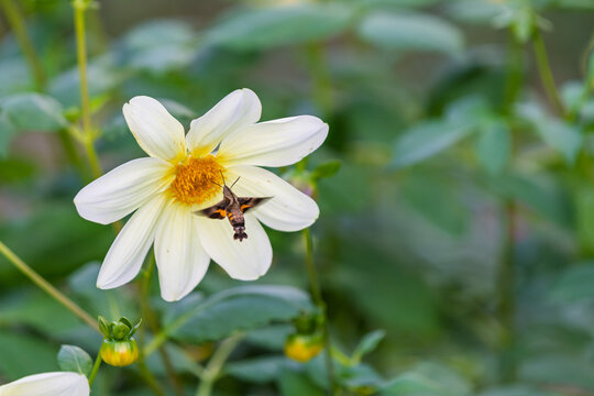 A hummingbird moth landing on a white dahlia flower, close-up nature photography capturing the dynamic moment of an insect sipping nectar