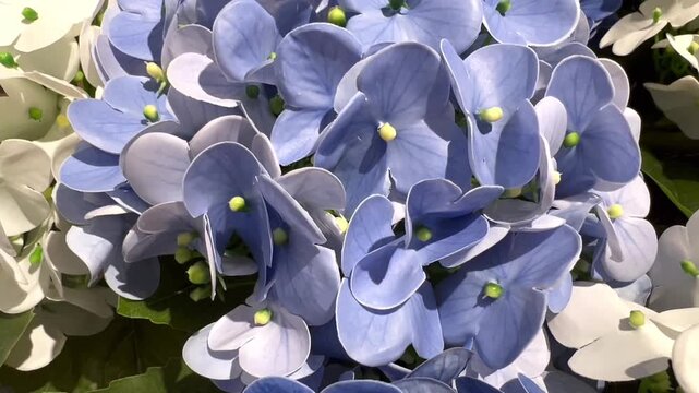 blue and white flowers  Blue and White Hydrangea Flowers Blooming in Garden Close Up