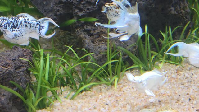 School of  Zebra Longveil Molly Fish Swimming in a Planted Freshwater Aquarium