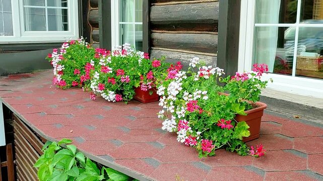 Red and white geranium flower in plastic pot sitting on ledge of rustic wooden house wall. Decorative botany for exterior home decor and cottage gardening scene.