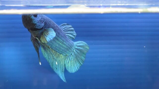 Vibrant Blue Green Plakat Betta Fish Swimming in Clear Water