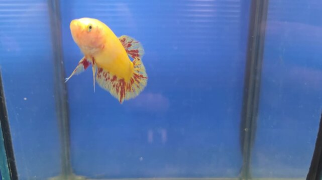 Yellow Vanda Betta Fish Swimming in a Fish Tank