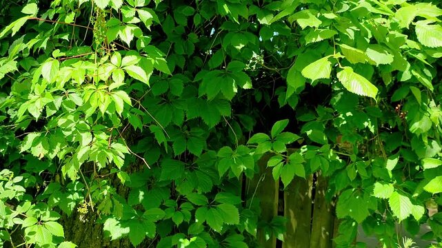 Green virginia creeper leaves covering wooden fence. Lush climbing plant foliage in garden. Natural texture background for eco concept and summer nature theme.