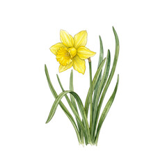 Fototapeta premium Hand-painted Yellow Daffodil Spring Flower Illustration