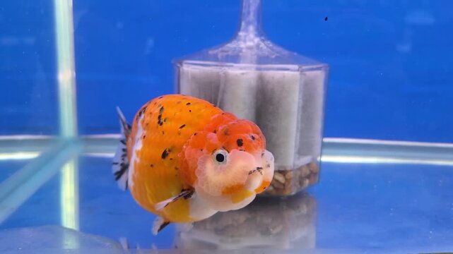 Calico Oranda Goldfish Swimming near an Aquarium Filter