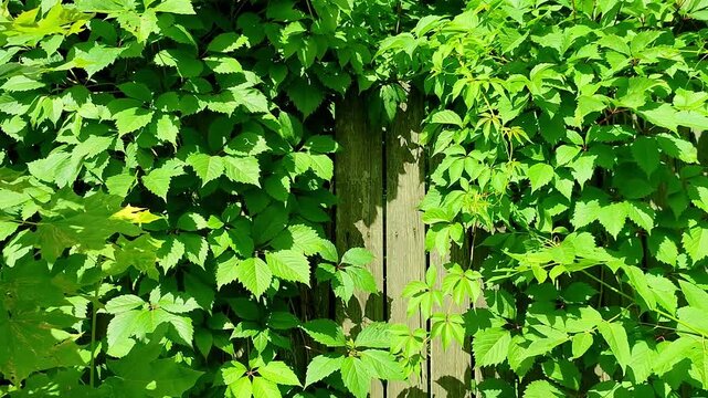 Green ivy climbing on a weathered wooden fence. Dense foliage covering aged timber planks. Natural wall decoration with lush leaves for gardening and design concept.