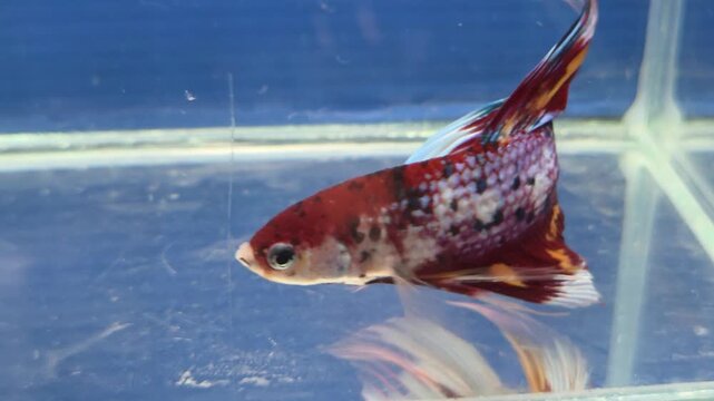Close-up of a Multicolor Rainbow Candy Nemo Betta Fish with Veiltail Fin Swimming in an Aquarium