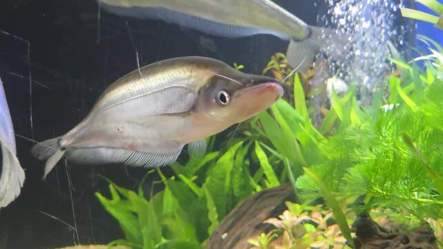 Blue Sheatfish Swimming Near Bubbles and Aquatic Plants in an Aquarium