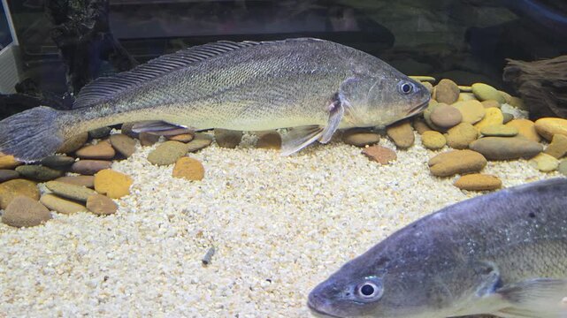  Boeseman croaker (Boesemania microlepis) on a Sandy Bottom with Pebbles in an Aquarium