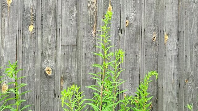 Green weed growing near old wooden fence. Plant stem emerging against rustic gray timber wall outdoors. Nature survival concept in garden and rural environment.