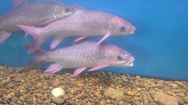Semah Mahseer (Khela Mahseer) or River Carp Swimming Together