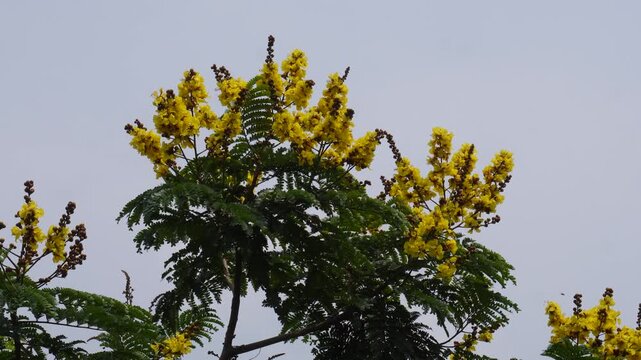 Copperpod tree blooming with vibrant yellow flowers
