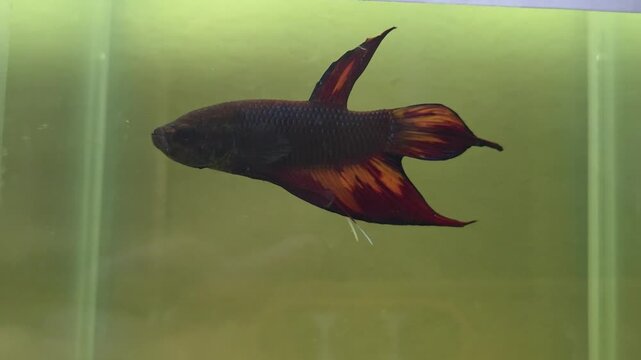 Long Southern Orange Benjarong Crimson Cheek Wild Betta Fish Swimming in an Aquarium