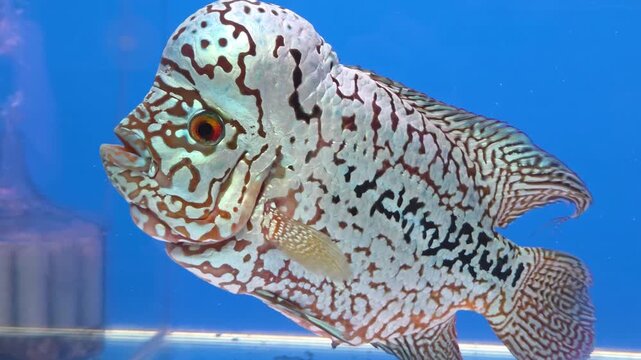 Kamfa Flowerhorn Cichlid Fish Swimming in an Aquarium with a Bright Blue Background