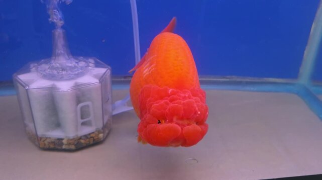 Bright Orange Ranchu Goldfish Swimming near an Aquarium Filter with Air Bubbles